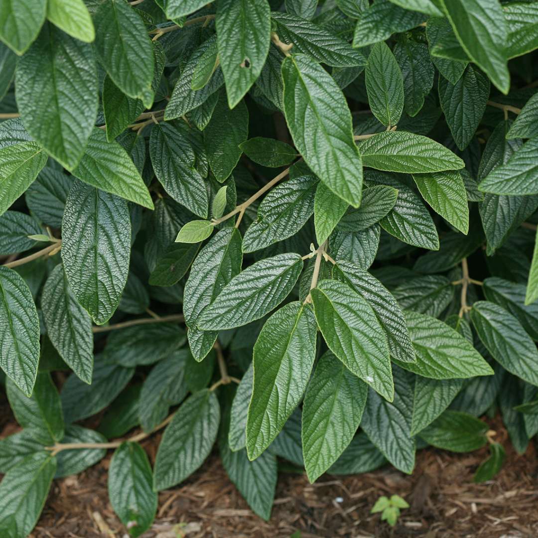 Emerald Envy Viburnum | Spring Meadow - wholesale liners - Spring